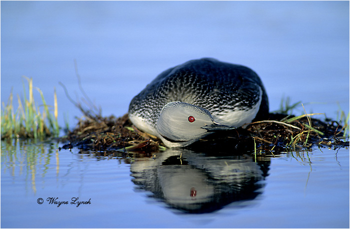 Red-throated Loon 103 by Dr. Wayne Lynch &copy;